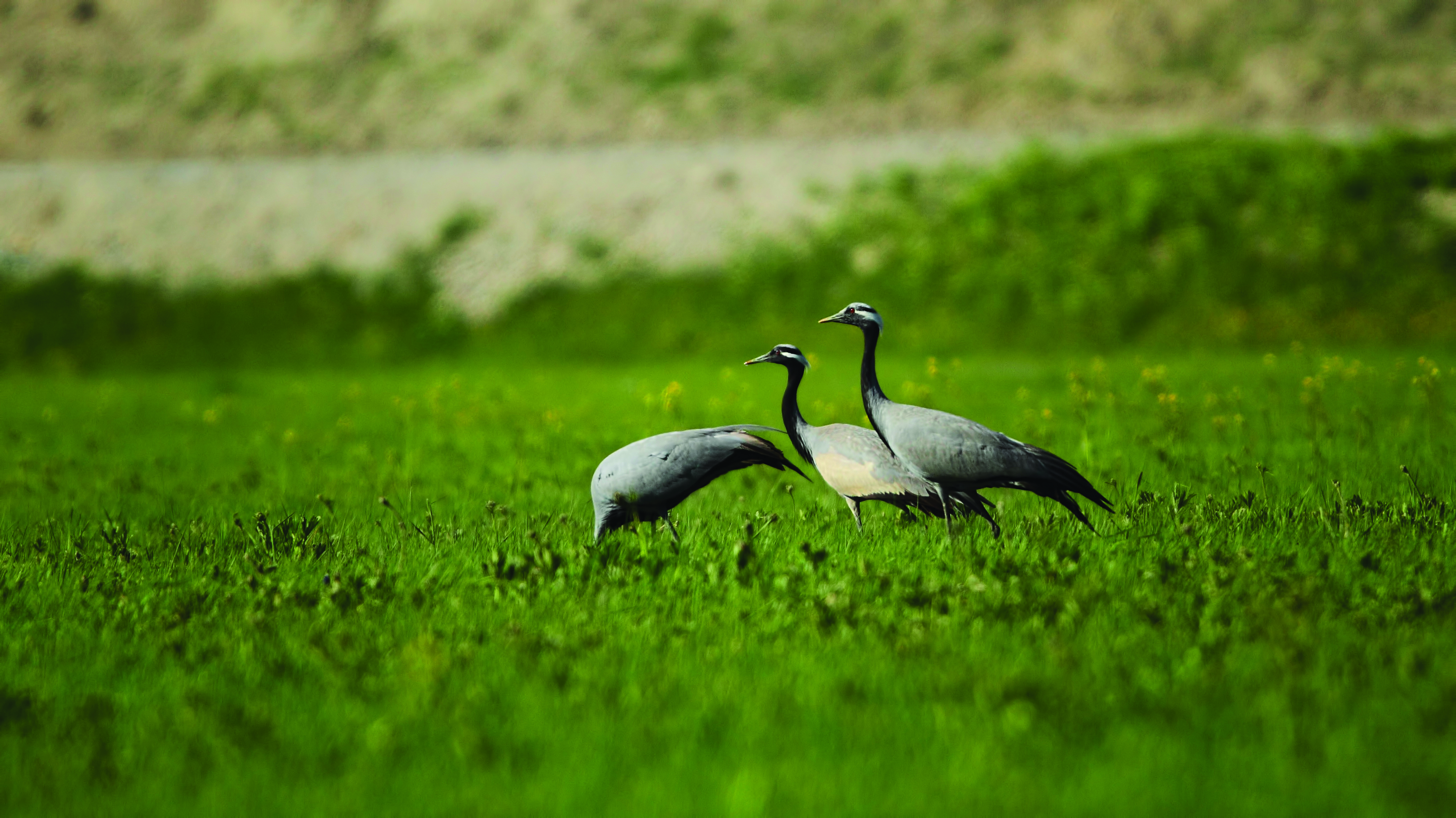 WWF-Türkiye’den Bir İlk Daha: Türkiye Üreyen Kuş Atlası | WWF