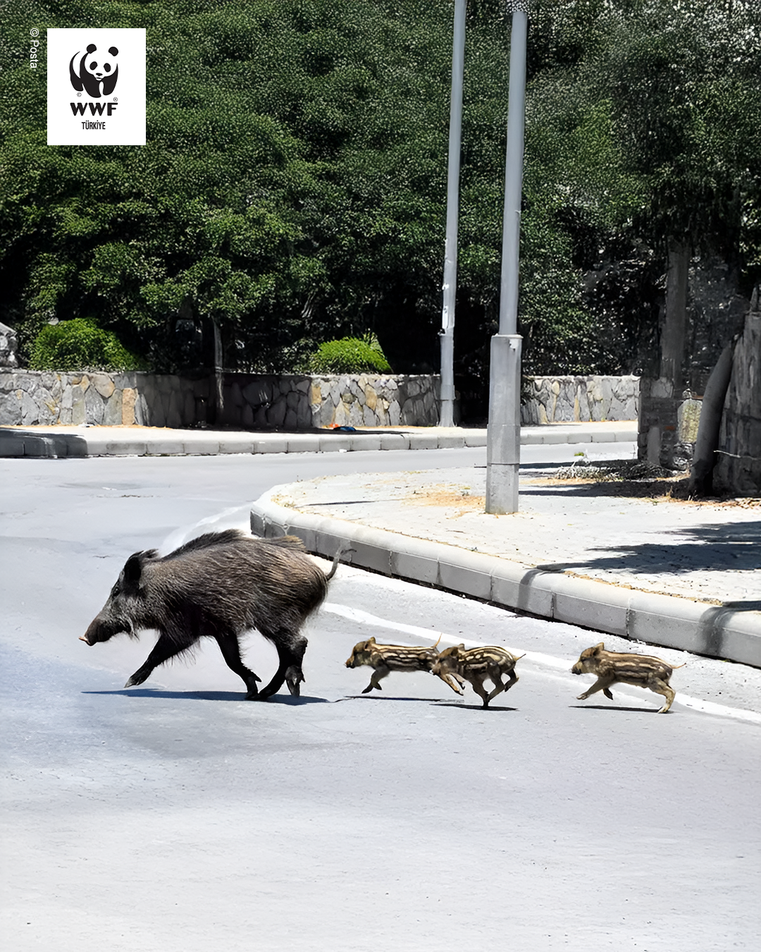 Yaşamak Her Canlının Hakkı — Avcılık Çözüm Değil